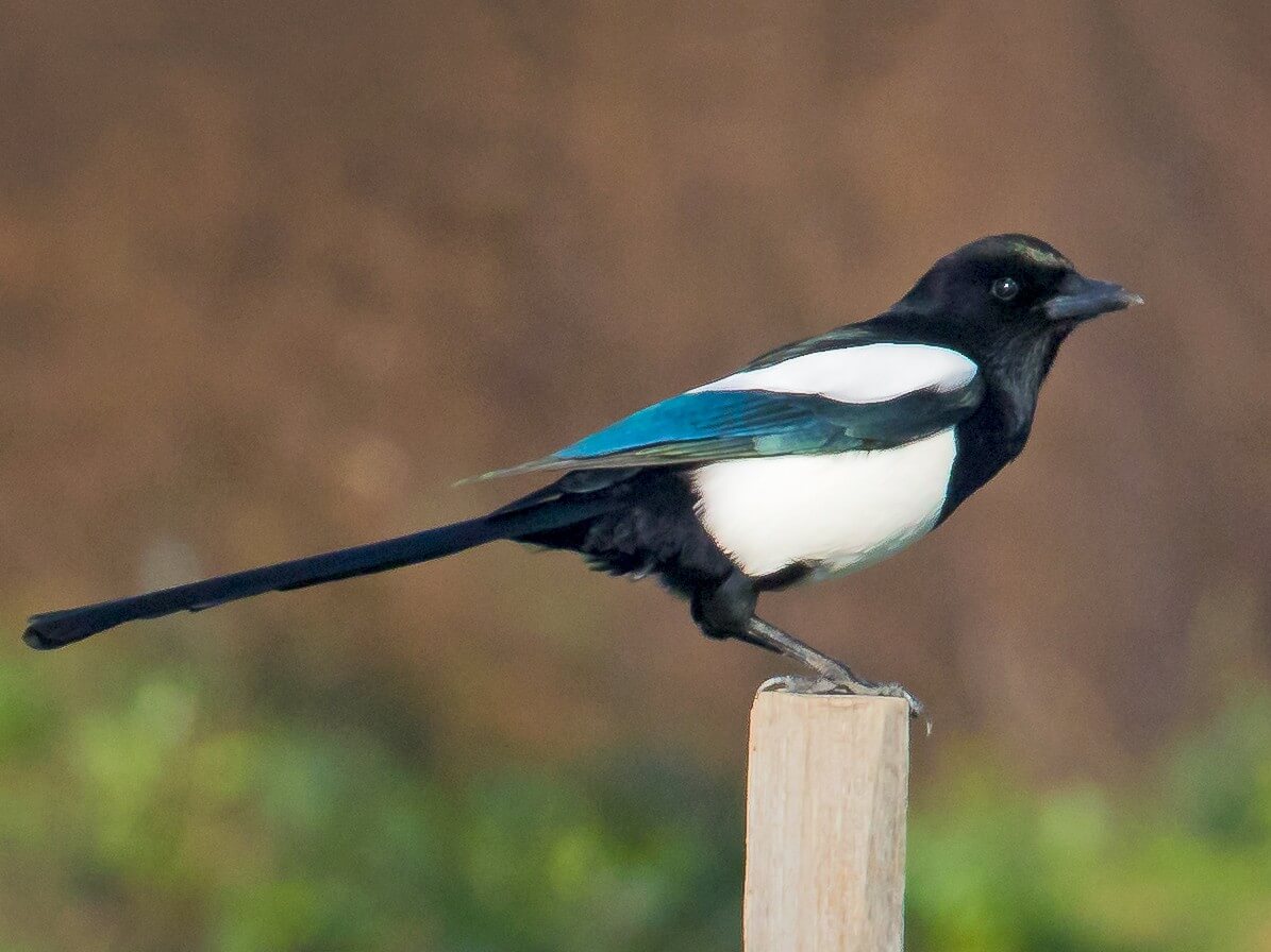 magpies steal to make their nests