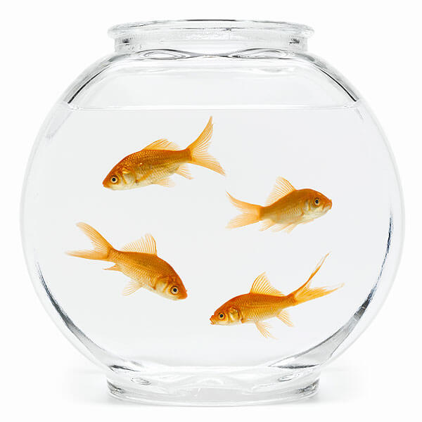 Fish Bowl opportunities