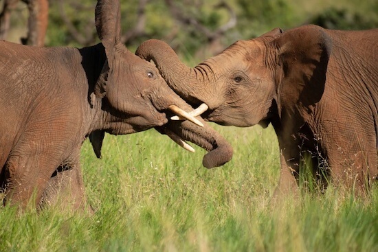 wrestle elephants